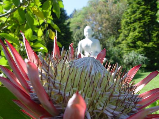 brcixopo protea buddha campher 009