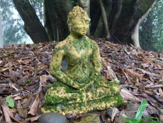 mossy buddha