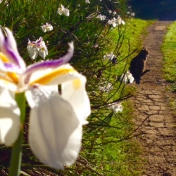 BRC cat on a path_1