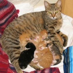 BRC Cats