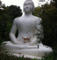 In the lap of the Buddha_1