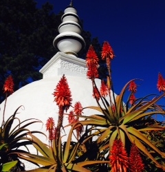 Stupa and aloes_1