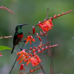 The sunbird