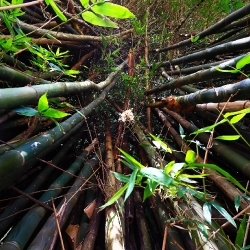 The Bamboo Grove_1