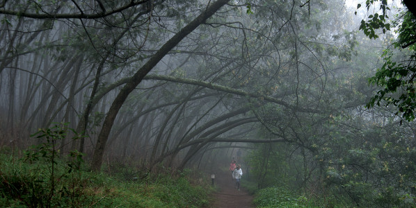 forest bathe