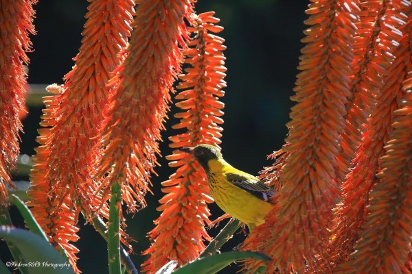 blackheadedoriole andrew brown