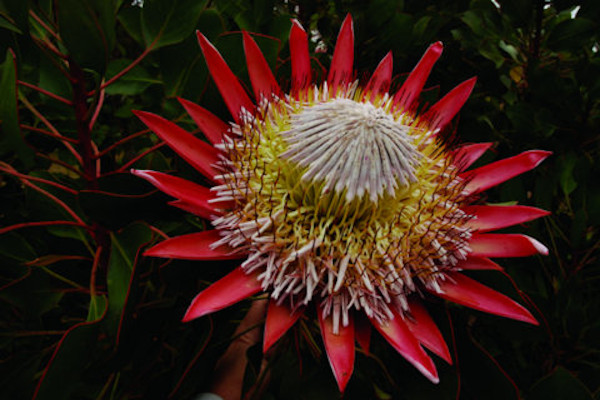 brc protea0711