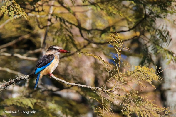 brown hooded kingfisher andrew brown