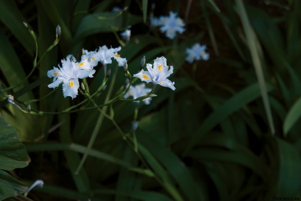 rain lillies