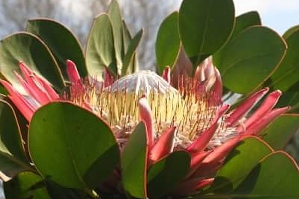 giant protea mandy prosser