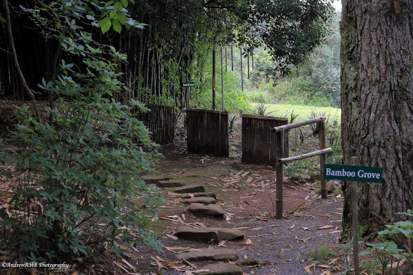 bamboo grove a brown