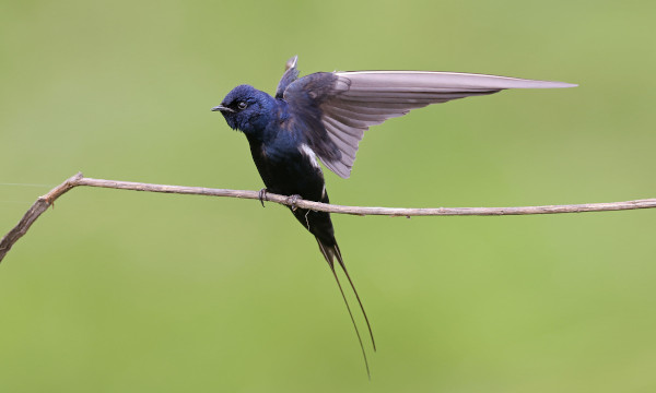 blue swallow r flack