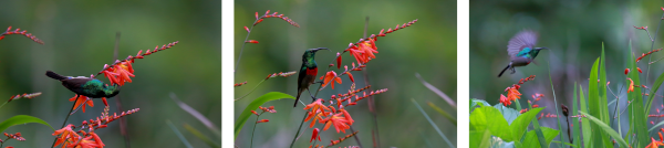 sunbird a brown