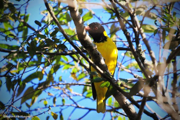 black headed oriol a brown