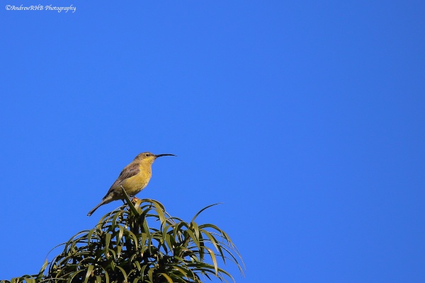 olive sunbird a brown