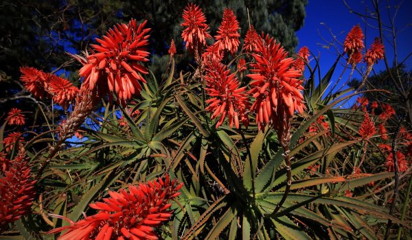 red green and blue andrew brown