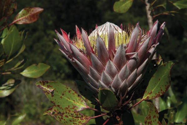 a shaw protea brc 0263