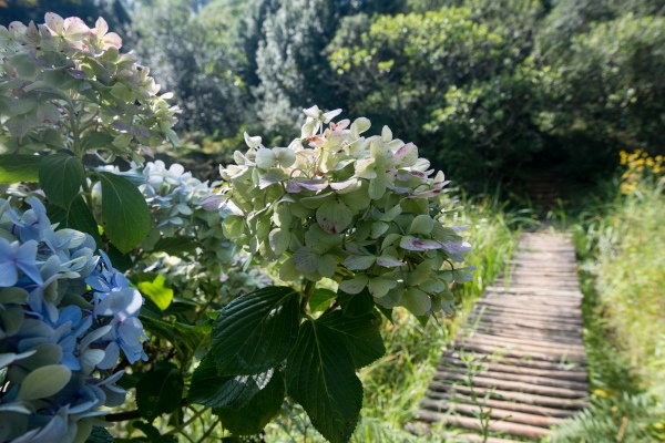 hydrangea blossoms a buckland2020