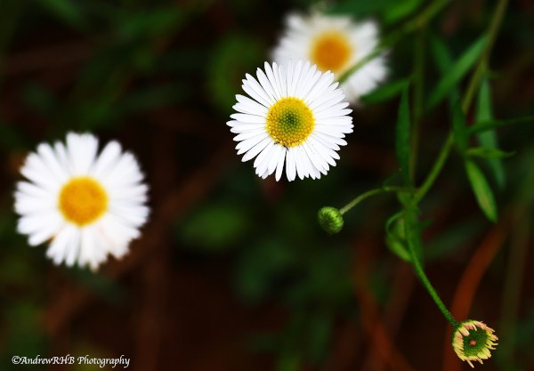 daisy shapes