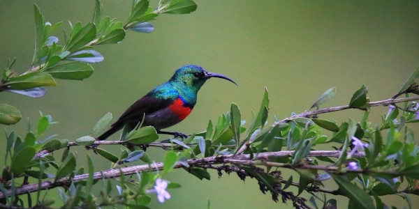 double collared sunbird