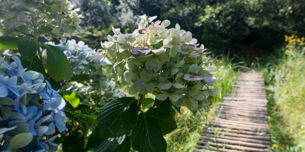 hydrangeas a buckland5209