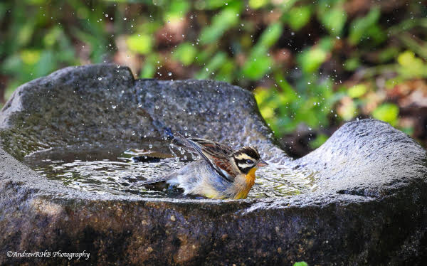 bird bath