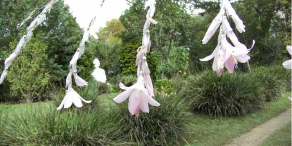 brc magnolia blooms eriksson