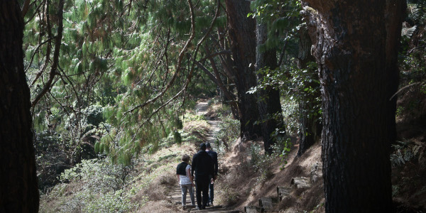 pine needle path s mccurach