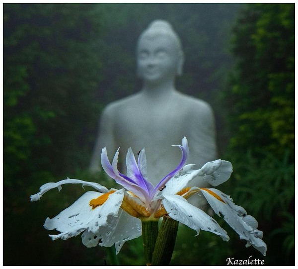 rain iris brcbudhha