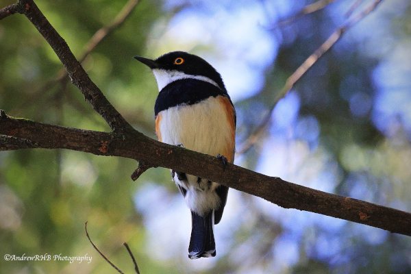 cape batis a brown