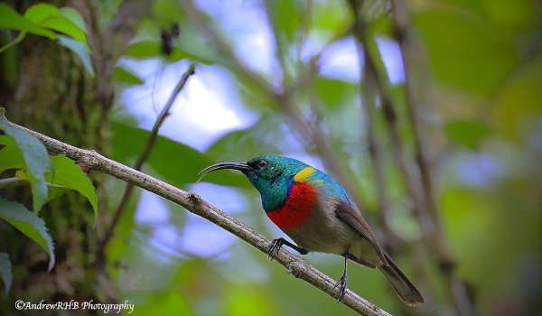 greater double collared sunbird a brown