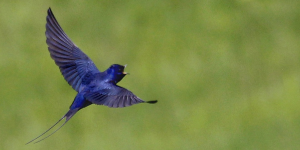 blue swallow