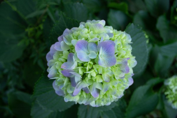 hydrangea nhlakanipho nkomo 2020 9424