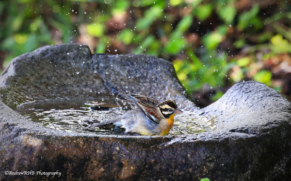 bath time 1 a brown