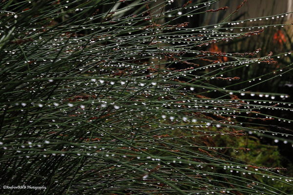 raindrops on grass a brown