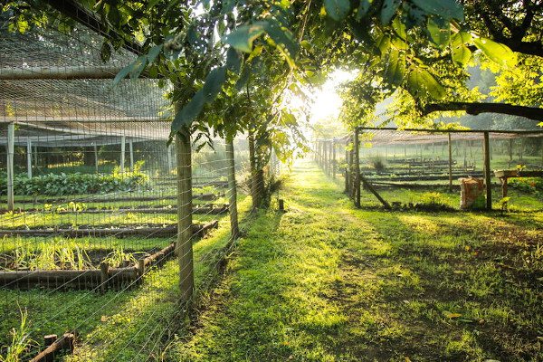 veg garden