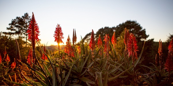 candelabra aloe lisa de venter