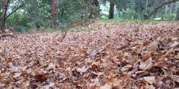 autumn leaves brendon hatcher