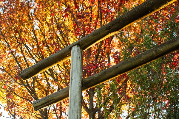 autumn brcixopo odette