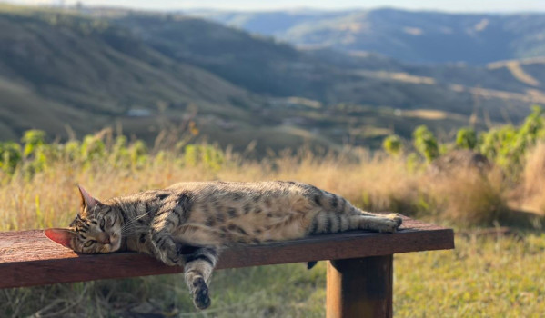 cat on the bench