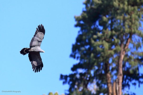 african harrier hawk abrown