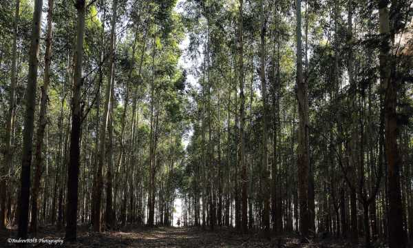 in the plantation Andrew Brown