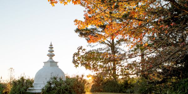 autumn leaves at the stupa l de venter