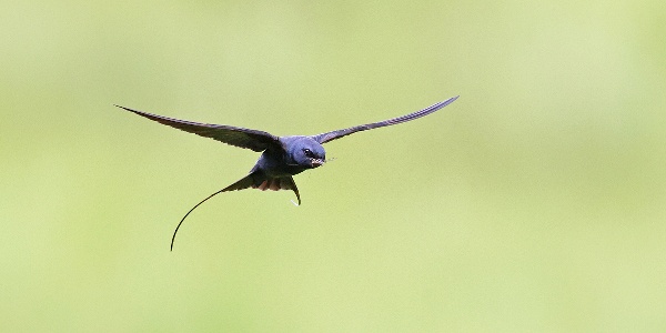 blue swallow flacks photography