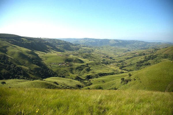 grassland c flores