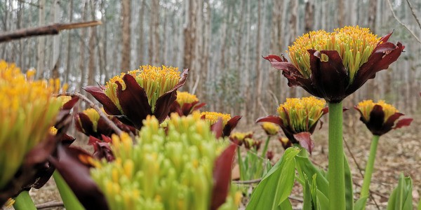 forest tulips jason ross