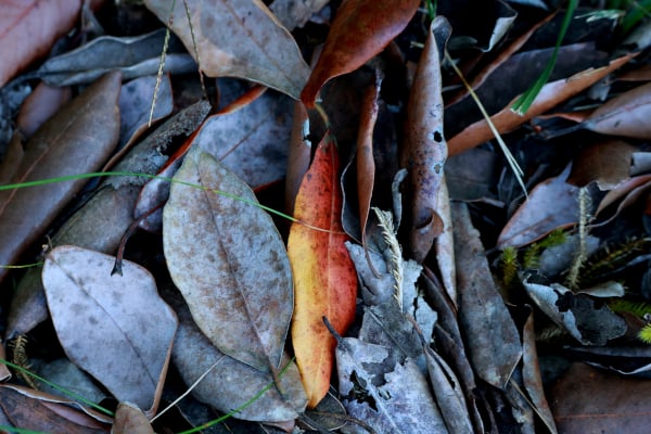 leaves