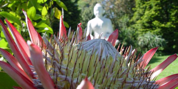 protea buddha campher