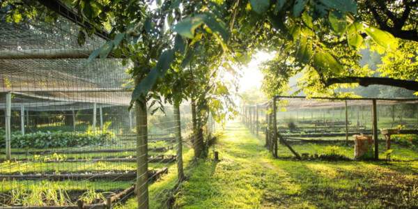 veg garden at brc c flores