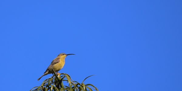 andrew brown olive sunbird